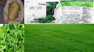 Fenugreek has been used in alternative medicine to treat heartburn, high cholesterol, weight loss, upset stomach, constipation, hardening of the arteries (atherosclerosis), gout, sexual problems, fever, baldness, to increase the production of breast milk, and other conditions. Fenugreek Methi Farming Information Guide Kisanoun Ki Batain Youtube