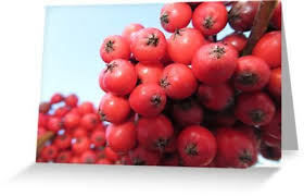 Rote Beeren Am Strauch Im Garten Beere Natur Grusskarte Von Rhnaturestyles Grusskarte Rote Beeren Und Beeren
