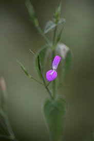 Image result for Dicliptera paniculata