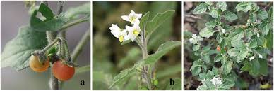Image result for Solanum villosum