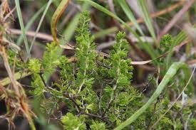 Image result for Asparagus laricinus