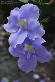 Image result for Thunbergia laborans
