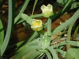 Image result for Limnocharitaceae