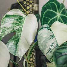 Growing them is not only slow but also requires a certain level of skill. Monstera Variegata Pflanzen Wunder