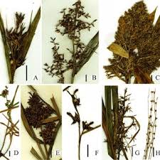 Image result for Scleria bequaertii
