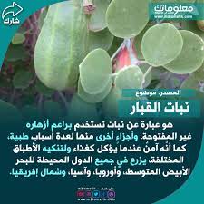 نبات القبار diy life hacks life hacks diy life
