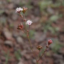 Image result for Boerhavia