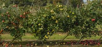 I really need those fruits for bundles so i'm afraid to keep playing in case this is a bug and i reach the end of summer without getting them. Cordon Fruit Trees How To Get The Best Harvest From A Small Garden Fruit Garden Design Fruit Trees Growing Fruit Trees