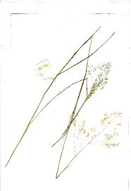 Image result for Tricholaena monachne