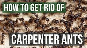 While ants can be found just about anywhere in your home, the kitchen and bathroom are the most common tiny black ants, also known as nuisance ants, or odorous house ants, invade your. How To Get Rid Of Carpenter Ants 4 Simple Steps Youtube