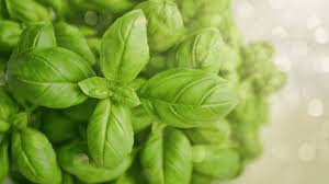 The leaves look pretty yellow. What Causes Basil Leaves To Turn Yellow Plantophiles