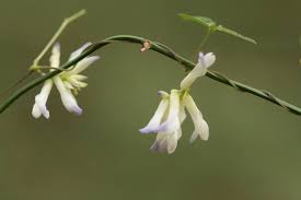 Image result for Amphicarpaea