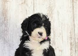 Bernedoodle puppies are wonderful additions to families looking for a dog that loves fun and companionship. Puppies For Sale Near Me Find Your Puppy Vip Puppies Bernedoodle Puppy Puppies Puppy Care