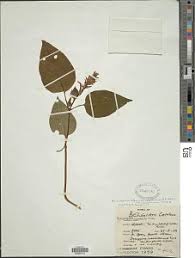 Image result for Anisosepalum alboviolaceum