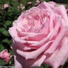 Belinda's dream rose for sale. Buy Belinda S Dream Online Chamblee S Rose Nursery