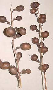Image result for Indigofera podocarpa