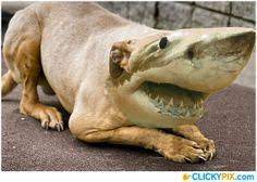 Hybrids On Pinterest 77 Pins Animal Mashups Animals Weird Animals