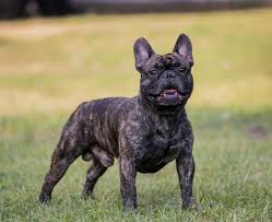 Common french bulldog skin problems to look out for. Sizes Of French Bulldogs 29 Photos Puppy Weight Table By Months How Fast Is Body Weight Gain How Much Should A Puppy Weigh At 4 Months