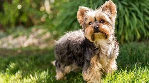 We've put it in price order for you, with customer ratings in the last column. Best Dog Foods For Yorkies Puppies Adults Seniors