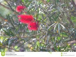 Download this free photo about orange flower on succulent plant, and discover more than 8 million professional stock photos on freepik. Red Spiky Flower All Products Are Discounted Cheaper Than Retail Price Free Delivery Returns Off 61