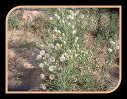 Image result for Senecio polyanthemoides