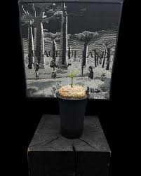 Image result for Dorstenia cuspidata