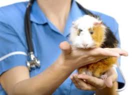 It's where your interests connect you here is an exhaustive guinea pig vet list(+address, contact details & working hours) for the usa, uk & canada. Guinea Pigs Ivh Husbandry Series Part 3 Idaho Veterinary Hospital
