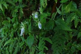 Image result for Rungia grandis