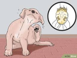 The doctor will need to perform tests,. How To Cure Mange In Dogs 11 Steps With Pictures Wikihow