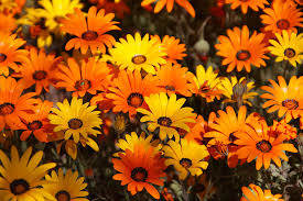 Pretty metallic gold accents add a touch of shimmer. Yellow And Orange Flowers Photograph By Debbie Morris