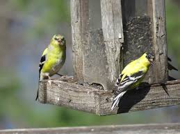 American Goldfinch 007 | Robin Maercklein | Flickr