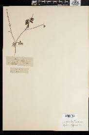 Image result for Tephrosia argyrolampra