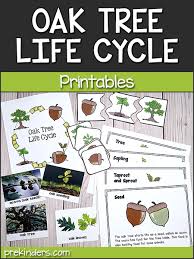 My assistant and i had drawn trees roots, multiple burrows and an ant hill on the brown kraft paper. Tree Leaf Science Activities Tree Life Cycle For Preschool Pre K Prekinders