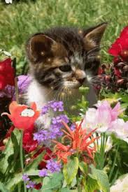 Maybe you would like to learn more about one of these? Cat With Flowers Gifs Tenor