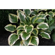 Fragrant near white flowers adorn. Green Plus Nurseries Hosta 2 Ga Assorted Colours 829525002043 Rona