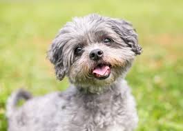 Havapoo puppies (havanese/mini poodle) for sale! A Guide To Poodle Mixes And Doodle Dogs Martha Stewart