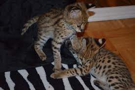 The Kuwait Cats And Kittens Adoption And Sales Email Us At Alimaendoreen Gmail Com Male And Female Serval Kittens Available
