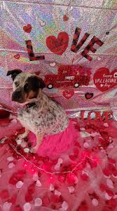 Maybe you would like to learn more about one of these? Best Friends Furever Dog Training Home Facebook