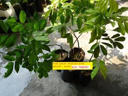 R 191 terkenal dengan nama 'rong rien' atau 'anak sekolah'. Mazastore Anak Pokok Rambutan Anak Sekolah Untuk Dijual Hubungi Azzam 019 7900991