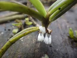 Image result for Ancistrorhynchus