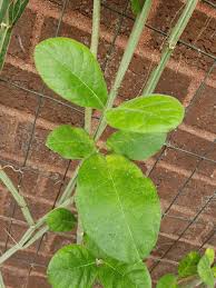 Image result for Cibirhiza