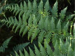 Image result for Macrothelypteris