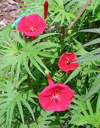 Image result for Ipomoea barteri