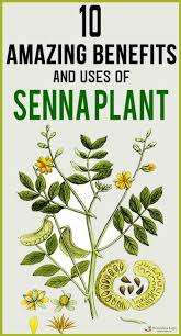 10 Amazing Benefits And Uses Of Senna Plant Sennaplant Senna Plant Https Www Remedieslore Com 10 Amazing Benefits And Use Plant Benefits Senna Leaf Plants