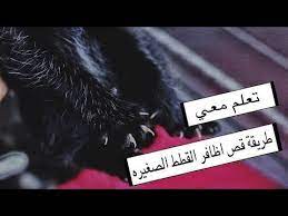 طريقة قص اظافر القطط الكبيره الصغيره بشكل الصحيح الاعتناء بالقطط الصغيره mohamed vlog youtube movie posters movies poster