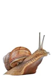Cornu Aspersum Snails In Garden Species Integrated Pest Management