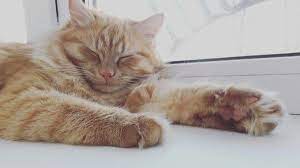 naglaya ryzhaya morda kot ryzhij tolstyj ryzhie kot ryzhij kot