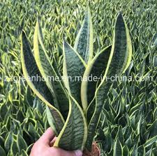 Image result for Asplenium laurentii