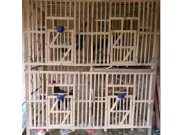 Kandang ayam bangkok 6 pintu tingkat. 9 Model Kandang Ayam Bangkok Sederhana Beserta Gambarnya Beternakdirumah