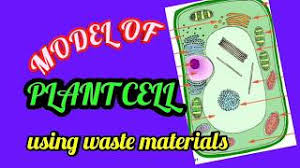 Prepare a model to compare plant cell and animal cell using waste materials. Simple And Easy Way To Make A Plant Cell Model Diy Waste Material Homemade School Exhibition Youtube